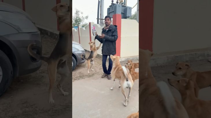 भूखे डॉग की सेवा | Dog ka Favourit | Food | Pet Vlog in Hindi | shorts  | Ranchhod vlog