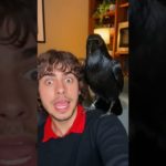 É legal ter um CORVO como PET 🤯