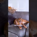 Esse Pet Selvagem NÃO é para amadores