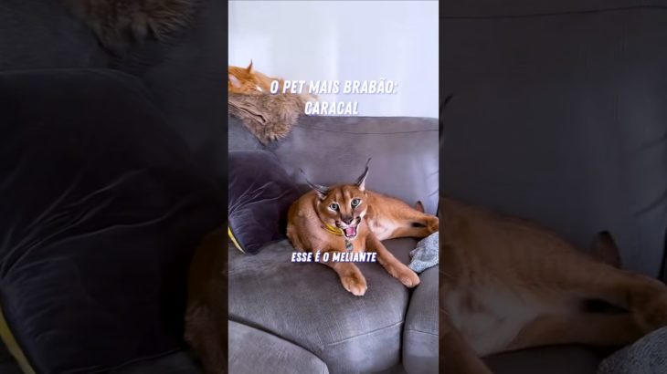 Esse Pet Selvagem NÃO é para amadores