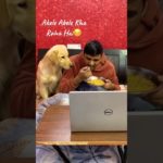 “Every Pet Parent Knows This Stare 👀🐕 | Funny Dog Reel”||#shorts #viral #trending #petlover