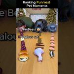 Funniest Pet Moments #shorts #pets