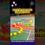 चिंटू फोड़ेगा पानी वाले गुब्बारे 🎈 Funny pet dog chintu 🐶 #funnydogs #balloon