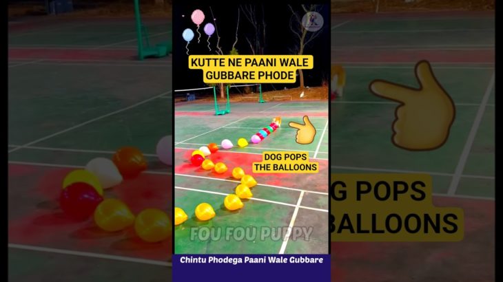 चिंटू फोड़ेगा पानी वाले गुब्बारे 🎈 Funny pet dog chintu 🐶 #funnydogs #balloon
