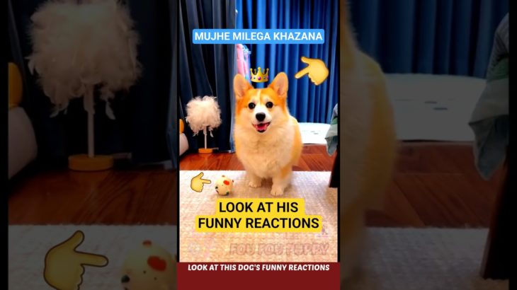 चिंटू को भैया ने बताया खजाने का राज़ 🤑 Funny pet dog chintu 🐶 #funnydogs #dogtoys