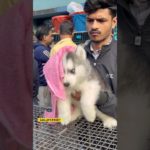 GALLIFSTREET pet market/dog market Kolkata |#ytviralshorts #ytshort #gallifstreet #dogbreed #pets