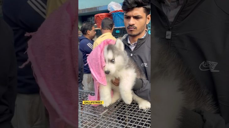 GALLIFSTREET pet market/dog market Kolkata |#ytviralshorts #ytshort #gallifstreet #dogbreed #pets