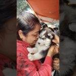 Galiff Street Pet Market ❣️🔥| Kolkata dog Market #dog #shorts #pets #tranding #husky