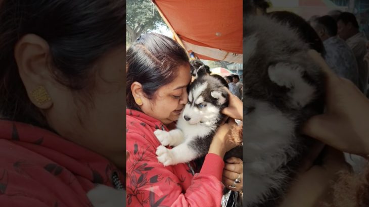 Galiff Street Pet Market ❣️🔥| Kolkata dog Market #dog #shorts #pets #tranding #husky