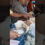 Galiff Street Pet Market kolkata ❣️🔥| Serampore Pet Market #dog #shorts #pets #germanspitz