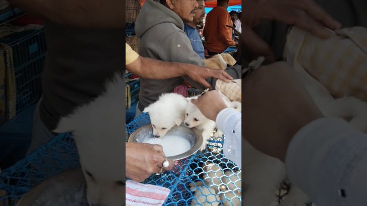 Galiff Street Pet Market kolkata ❣️🔥| Serampore Pet Market #dog #shorts #pets #germanspitz