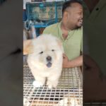 Galiff Street Pet Market kolkata ❣️🔥|  Serampore dog market #dog #shorts #pets #chowchow