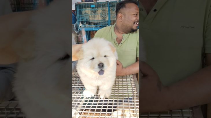 Galiff Street Pet Market kolkata ❣️🔥|  Serampore dog market #dog #shorts #pets #chowchow