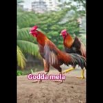Godda mela 😀 #funny