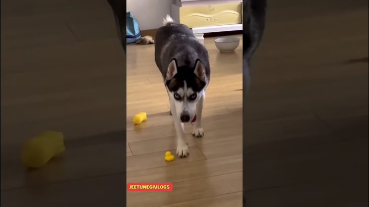 | HUSKY FUNNY MOMENTS | HUSKY FUN VIDEO | HUSKY LOVER | PET LOVER |