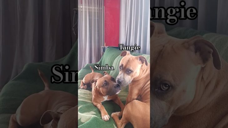 Hermosos😍😍#pet #amstaff#pitbull #puppy #dogshorts #pets #doglife #dog#funnydogs #lovedogs #love #dog