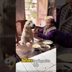 He’s Not a Pet at Breakfast—He’s Family. #smartdog #loyaldog #pets