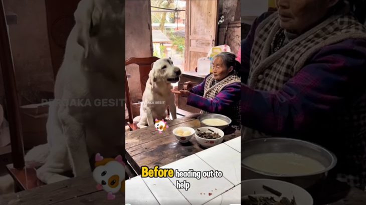 He’s Not a Pet at Breakfast—He’s Family. #smartdog #loyaldog #pets