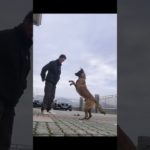 How to Train Your Pet 🐶 Simple Tips for Smart Pets#petshorts #dogshorts #perfectpaws #pettips