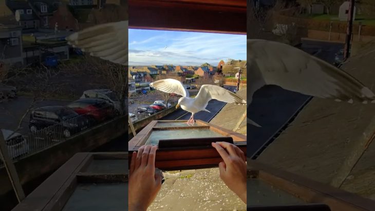 I Got My Pet Seagull A Pet Hamster!