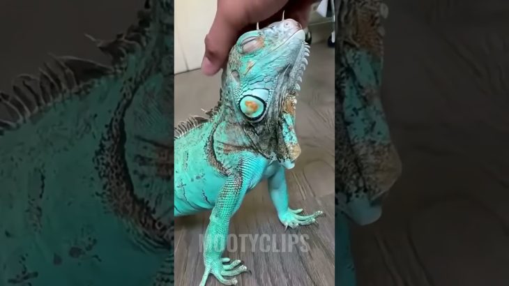 IGUANA #animal #bicho #curiosidade #pet #iguana