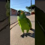 INSCREVA NO CANAL.. Papagaio falador – #foryou #faith #humor #funny #pet #fypシ