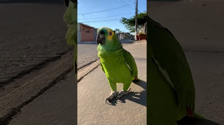 INSCREVA NO CANAL.. Papagaio falador – #foryou #faith #humor #funny #pet #fypシ