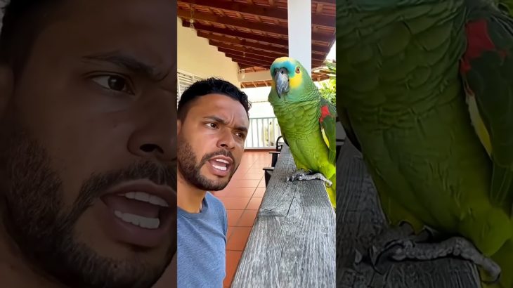 INSCREVA NO CANAL.. Papagaio falador – #foryou #faith #humor #funny #pet #fypシ