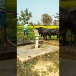 “In village areas” ||🐄&🐂 Are kept as pet animals||, (not dogs🐕).#trending #viral #shorts