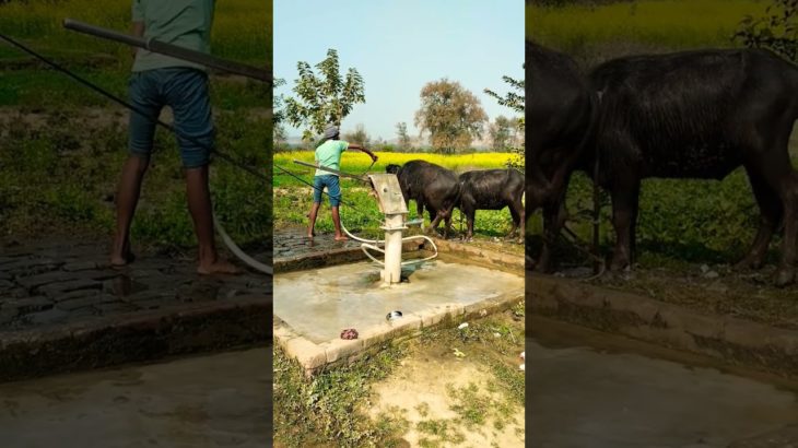 “In village areas” ||🐄&🐂 Are kept as pet animals||, (not dogs🐕).#trending #viral #shorts