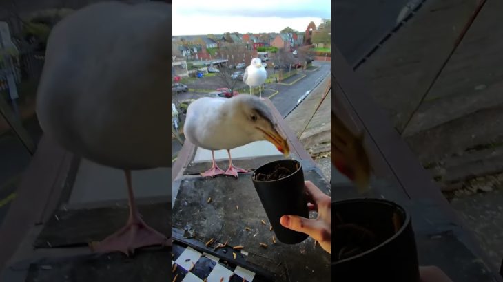 I’ve Not Seen My Pet Seagull All Week!!