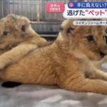 逃げた“ペット”ライオンが…手に負えない？　事故相次ぐ【スーパーJチャンネル】(2026年1月20日)