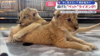 逃げた“ペット”ライオンが…手に負えない？　事故相次ぐ【スーパーJチャンネル】(2026年1月20日)