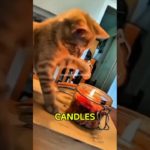 KEEP CATS FAR AWAY FROM FIRE! #cat #catvideos #kitten #pet #animals #wildcollectivetv