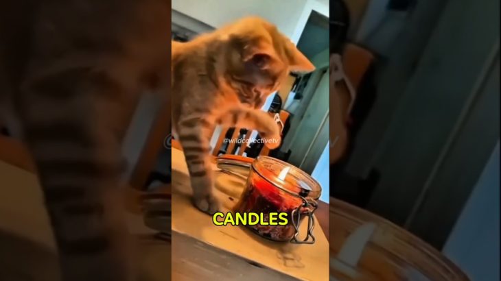 KEEP CATS FAR AWAY FROM FIRE! #cat #catvideos #kitten #pet #animals #wildcollectivetv