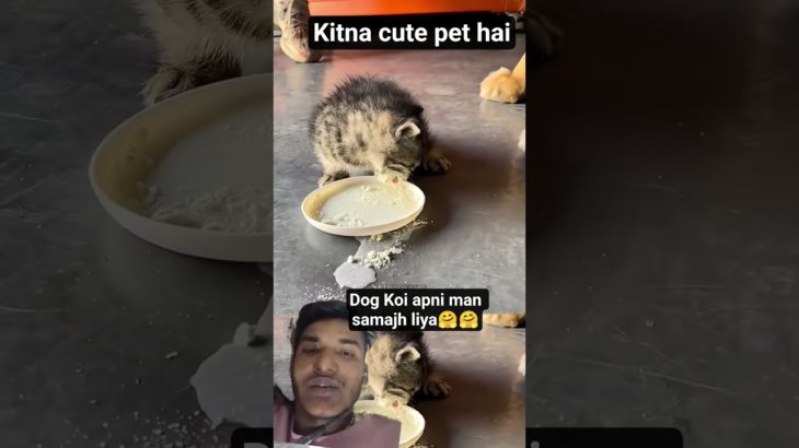 Kitna cute pet hai yaar#cute pet 🐕🐕 #cat