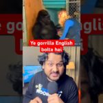 Koko was very intelligent gorrilla #gorrilla #animals #petlover #pet #intelligence