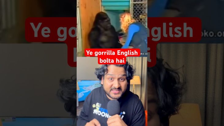 Koko was very intelligent gorrilla #gorrilla #animals #petlover #pet #intelligence