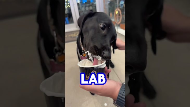 Little LAB #dogshorts #labrador #funnypet #petsrule #doggielife #puppy #funnyanimal #pet #funnypuppy