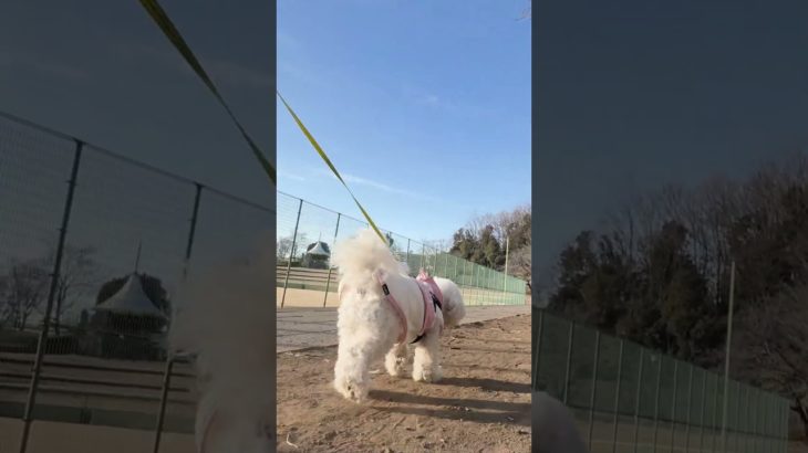 Lura’s Walk_146＃犬＃ペット＃ルラ＃ルラウォーク＃ビションフリーゼ＃bichon frisé＃お散歩＃ルラ＃ワンコ＃小型犬＃dog＃walk#walking#もふもふ＃ふわふわ