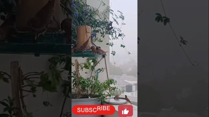 Ma balcony lo ma birds #Shorts #trending #Godha’s Beauty