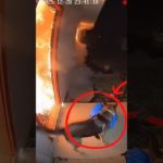 More Than A Pet: This Brave Dog Risked It All For The Baby 😭❤️