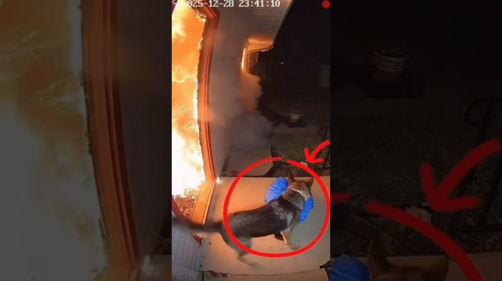 More Than A Pet: This Brave Dog Risked It All For The Baby 😭❤️