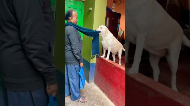 “My Pet Dog Rosy Is a Thief 😂 Stole Papa’s Muffler!” #youtubeshorts #labradorlovers