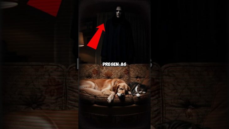 NUNCA Dê Nome de GENTE pro seu PET! (O Motivo é BIZARRO)