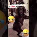 Não vai aguentar de rir #anime #petsfofinhos #pet #petshorts #animação