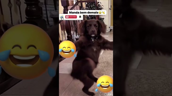 Não vai aguentar de rir #anime #petsfofinhos #pet #petshorts #animação