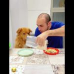 Nature hits different when you slow down 🌿 #pet #funny #dog #foryou #asmr #shorts #shortvideo