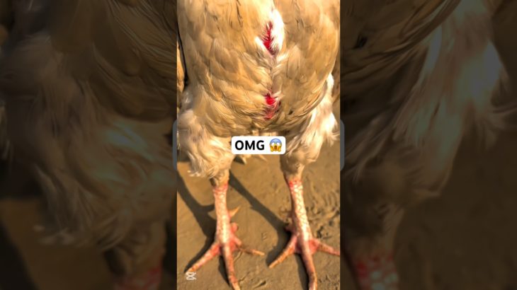 OMG 😱 aseelmurga #aseelmurga #ayam #chicken #youtubeshorts #viralvideo #pet #birds #animals #mokoko