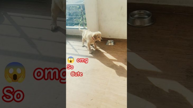 😱Omg 😳 so cute 🥰 pet lovers #petshub #ytshortsindia #goldenretreiver